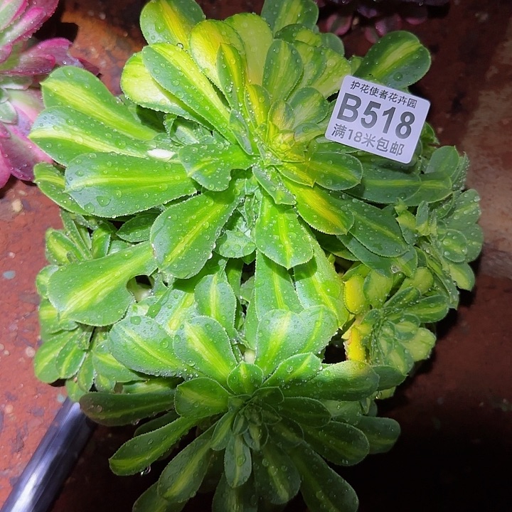 多肉法师翡翠琉璃