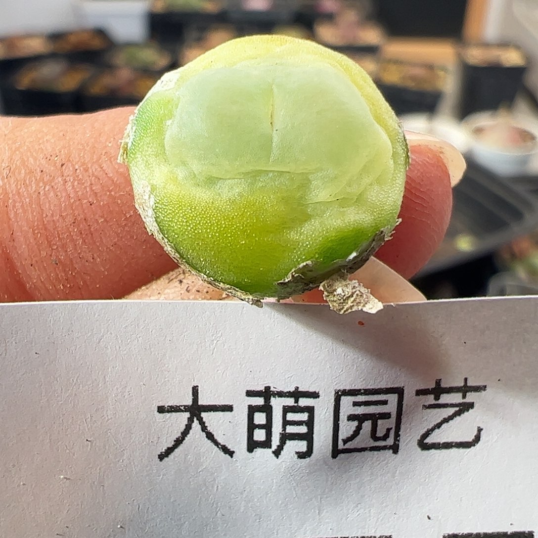 一物一拍。       375