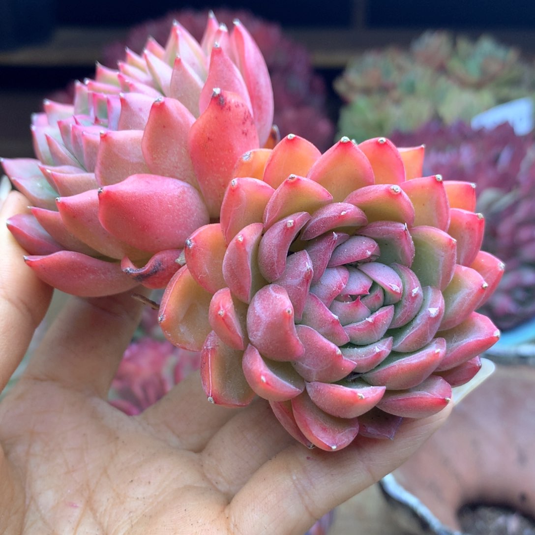 蓝*1348杂交多肉植物基地