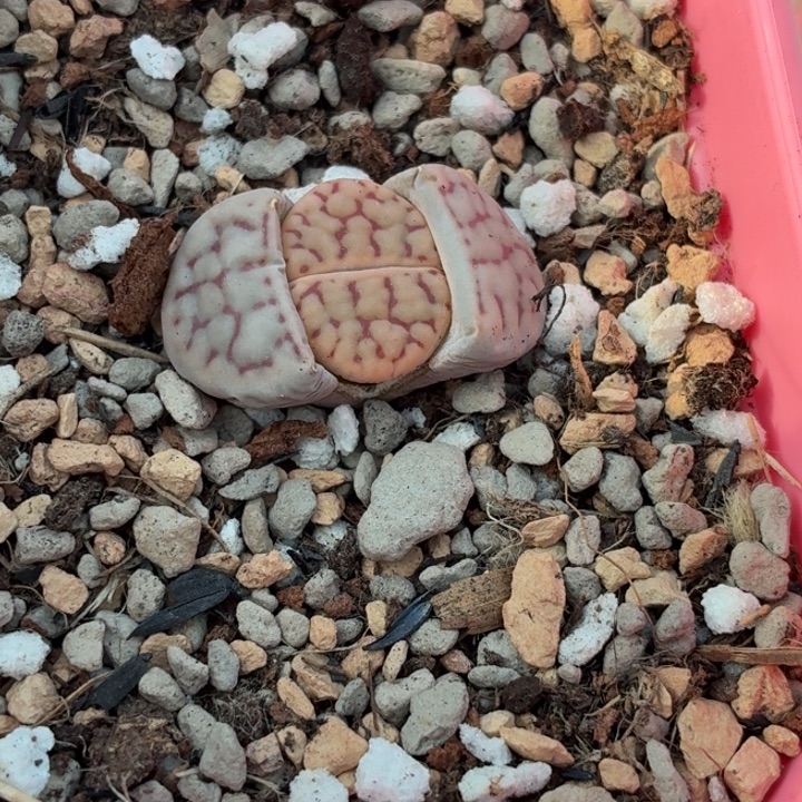 5226c411炫烂玉新头1.3cm