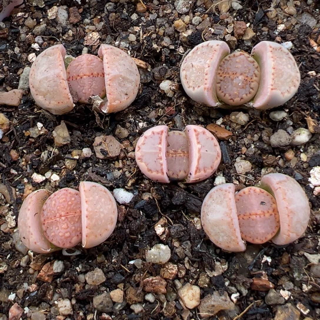 2.9好看的多肉118