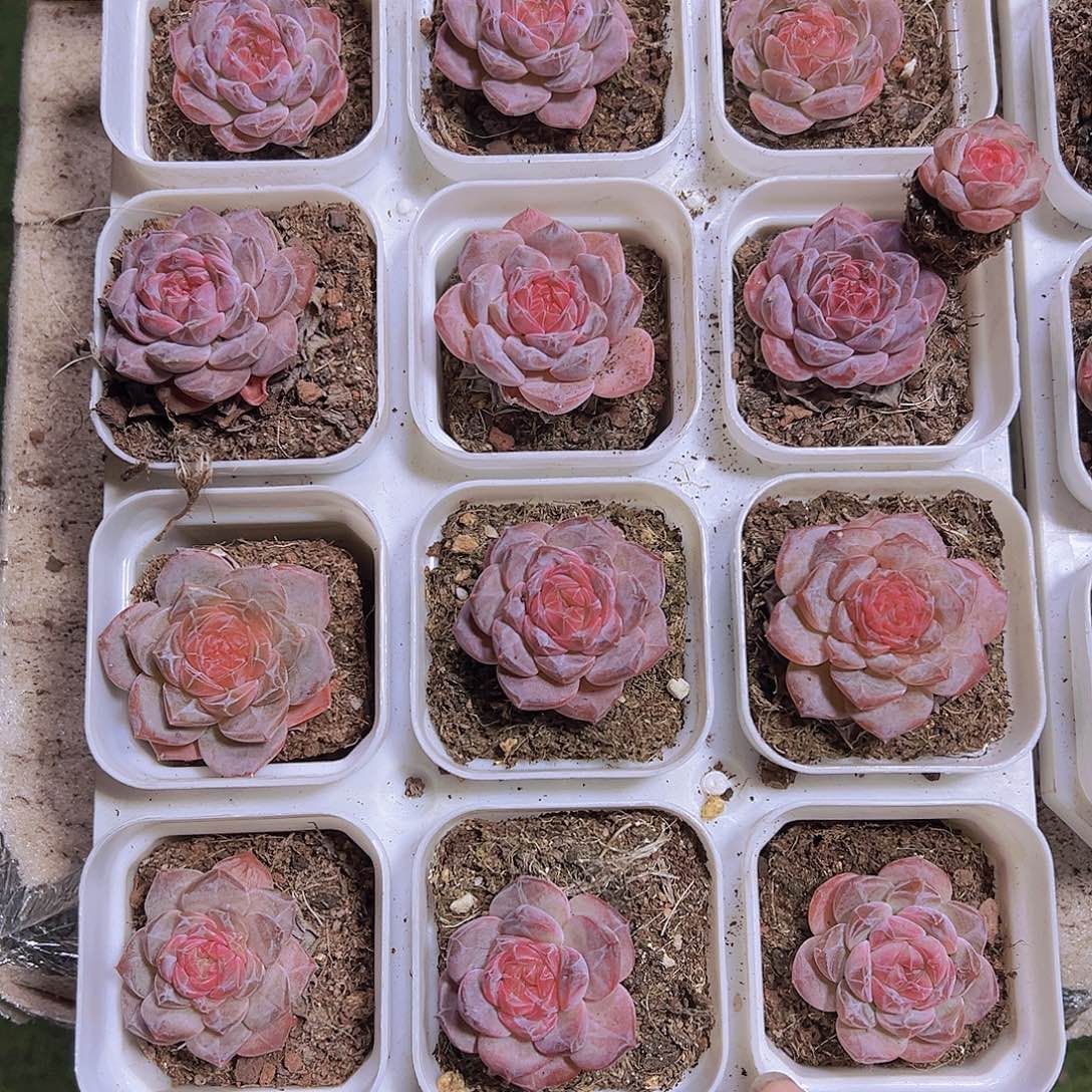 6.5厘米盆精品冰魄19包邮