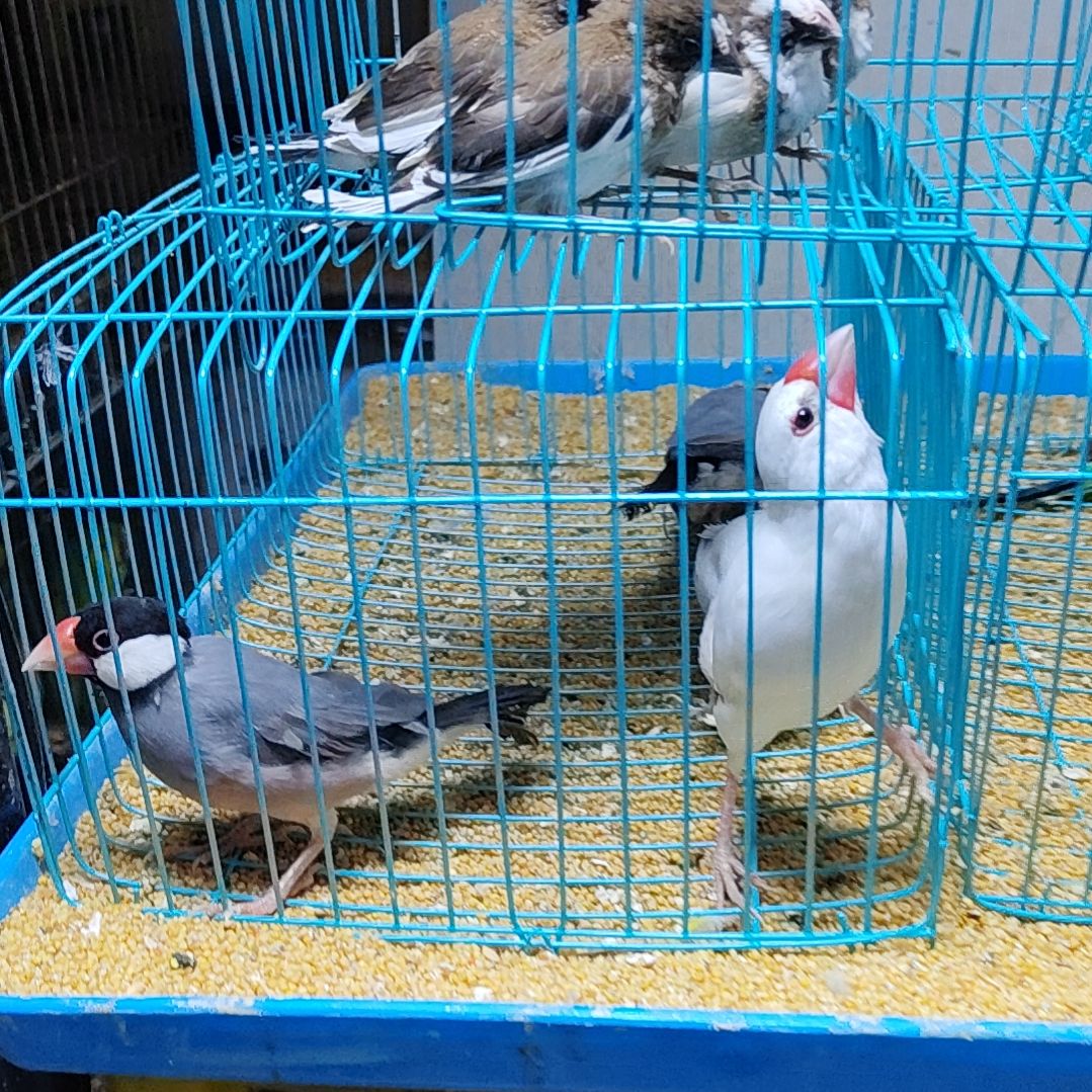 开***乐文鸟特价文鸟断尾少毛四只