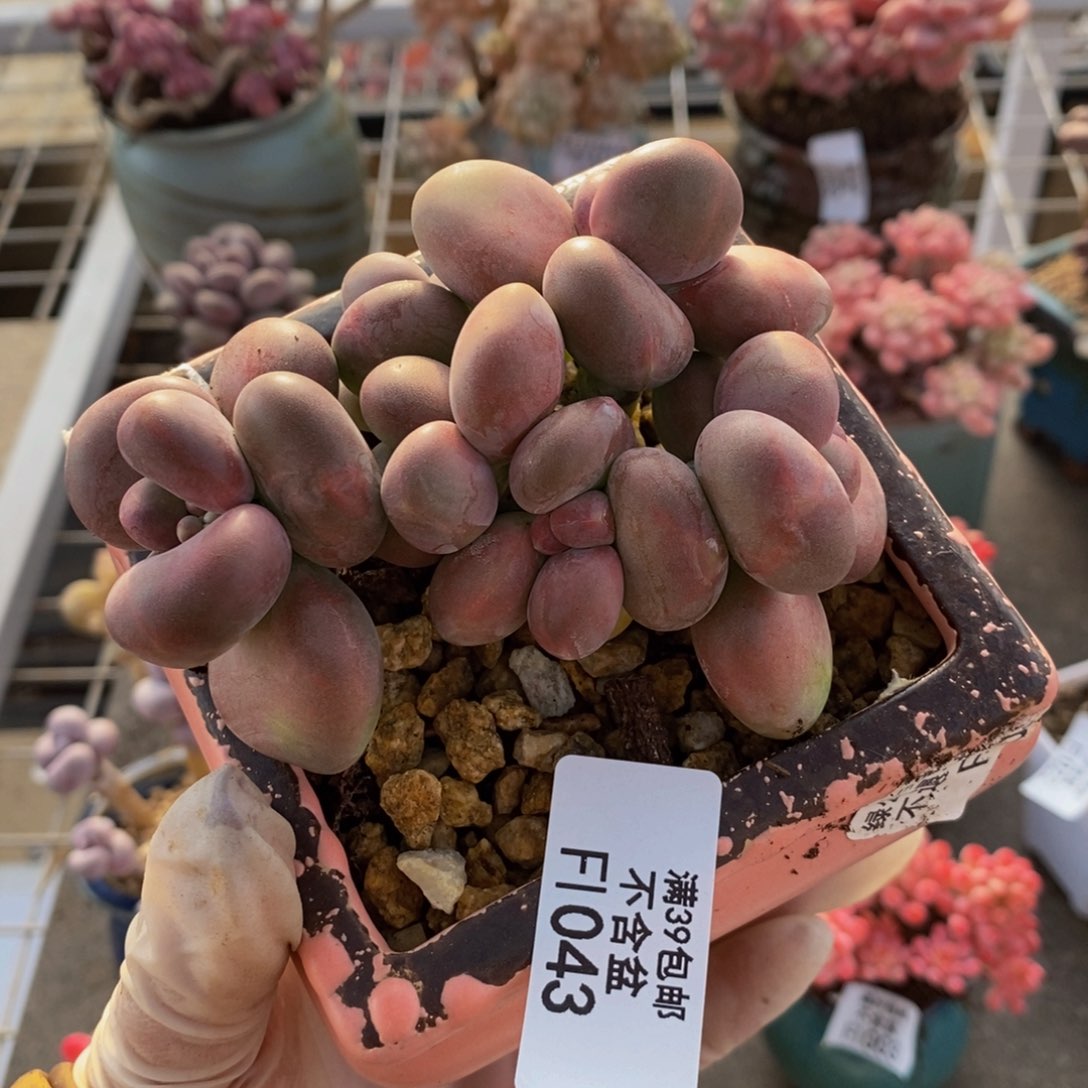 芒果奶酪金蟾kk奶043/8c m