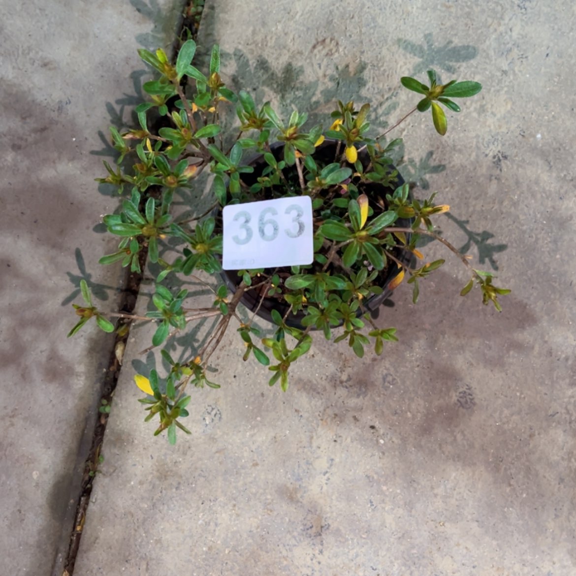 【闪购商品】完全开放水**界