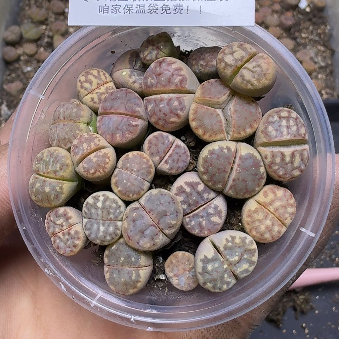 1528 哈哈哈哈哈哈哈哈哈