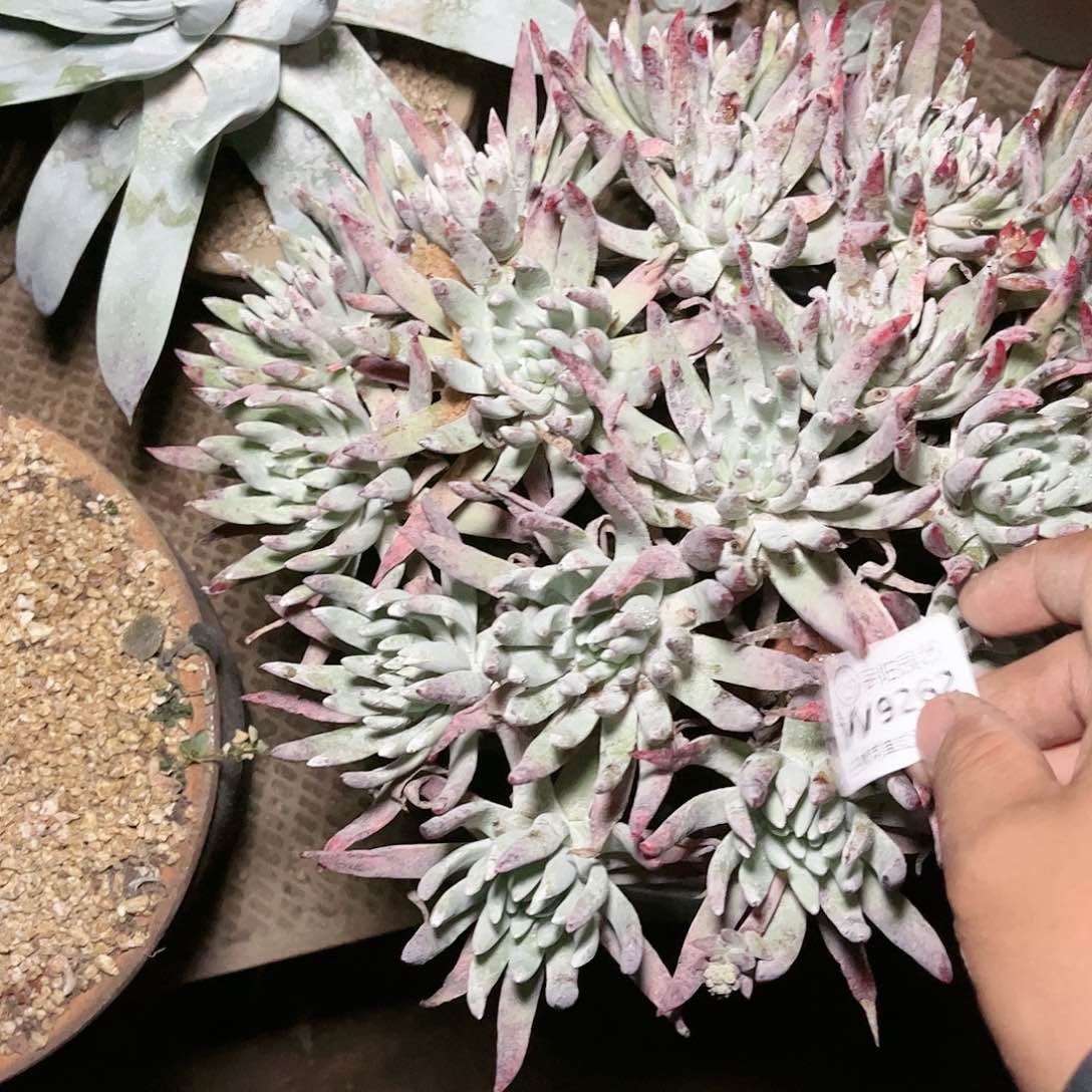 9262雪花仙女杯多肉