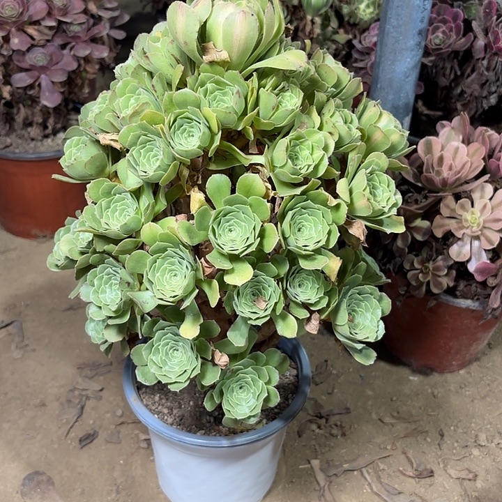 多肉植物翡翠琉璃变异17
