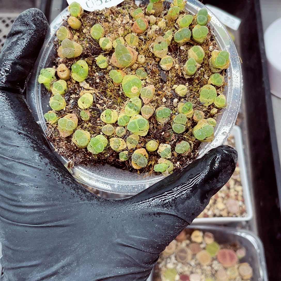 郎哥18包邮0525-40