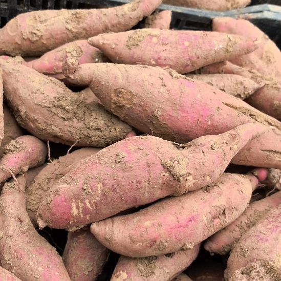 当前无花栽培后可以开花西瓜红5斤小果