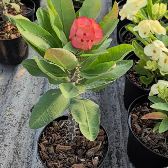 明***知完全开放北柳府女孩直播间一物一拍