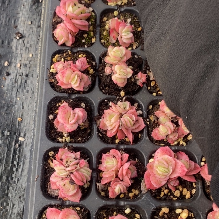 32 多肉植物盆栽花卉