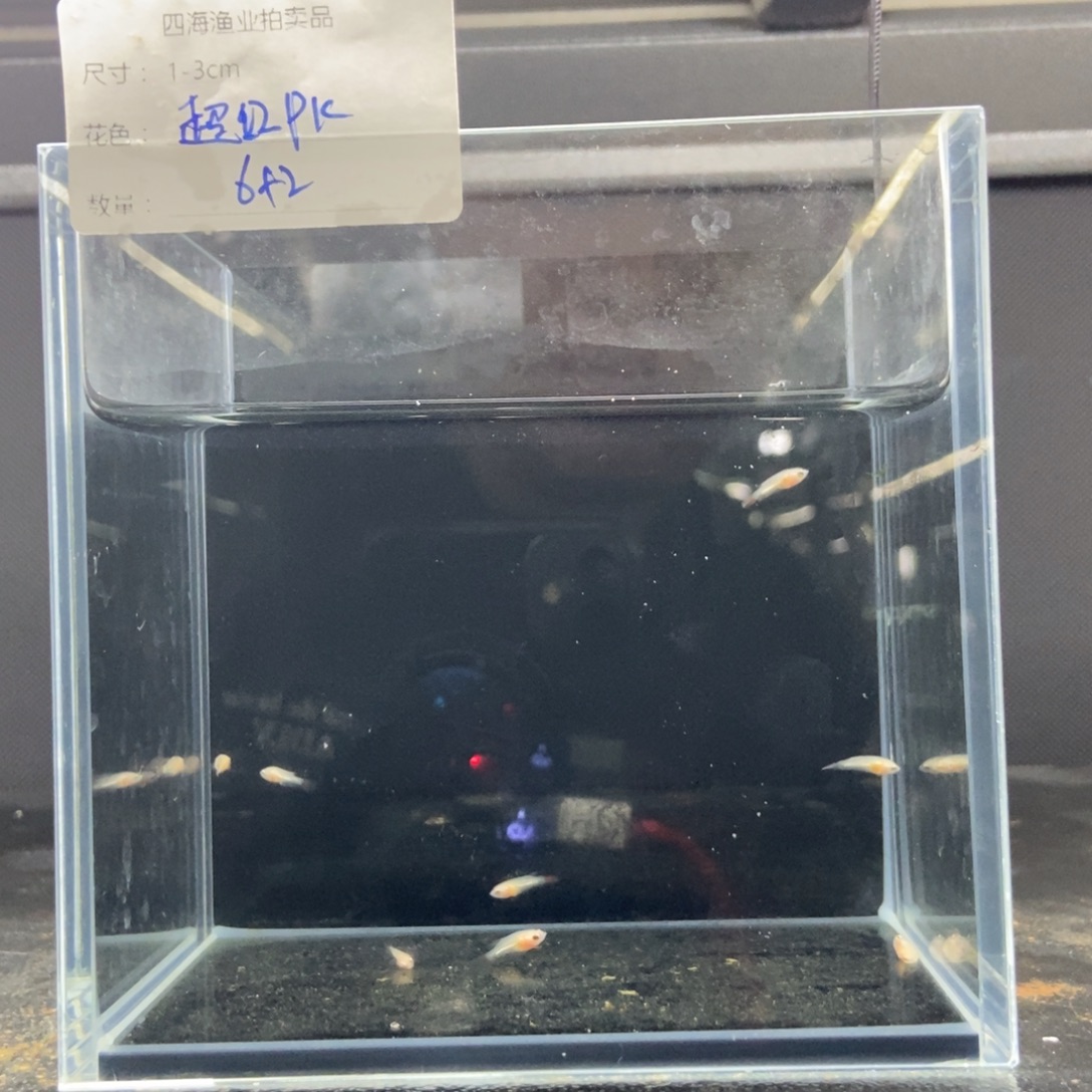 斗鱼包活不包损所见即所得101