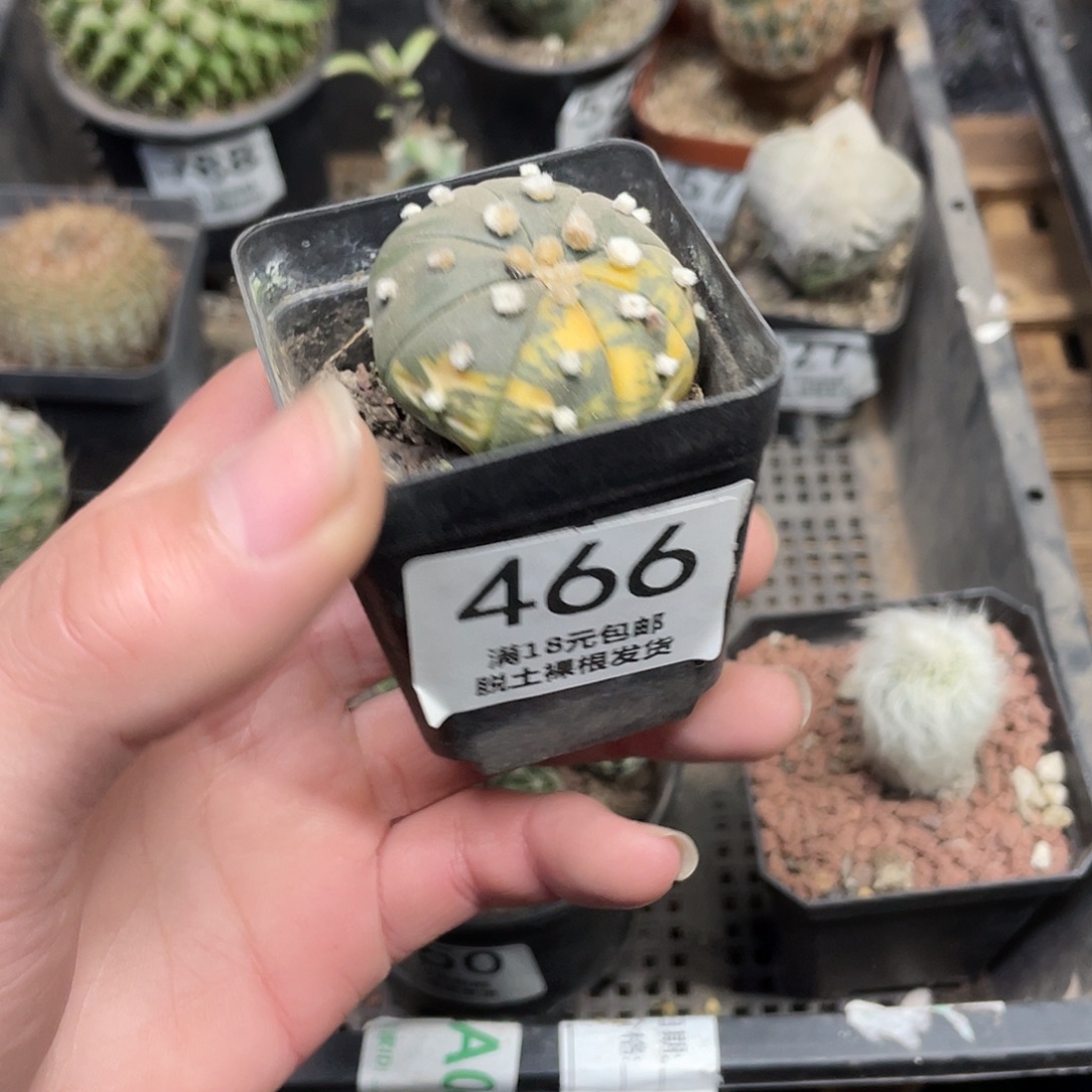 466兜锦（满18包邮）
