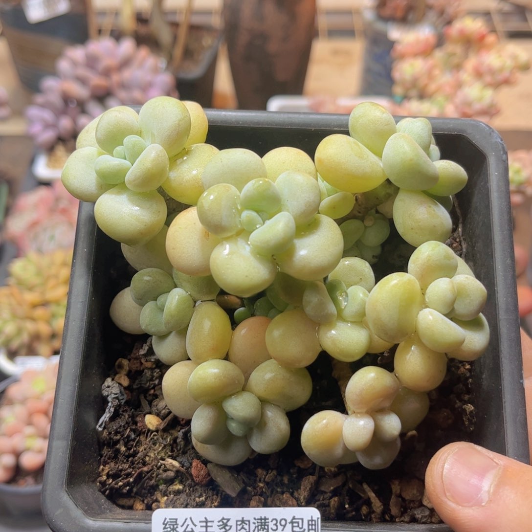 385泡泡糖老桩10c m