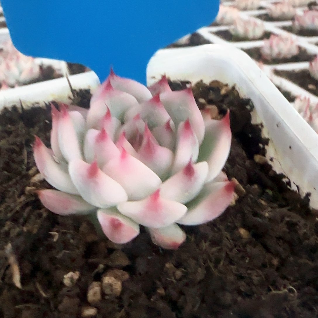 吉娃娃锦多肉植物