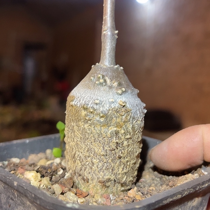 满38包邮2天凑单，脱土晾根发货多肉植物火星人