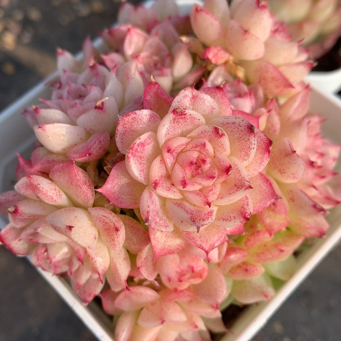 0209-14 灯笼麦杆