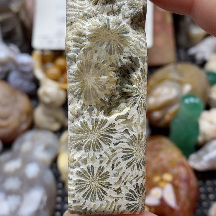 硅化珊瑚（珊瑚玉）颈饰未镶嵌