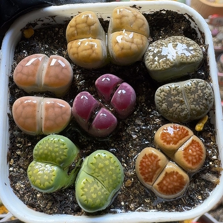 生石花1111111。   225