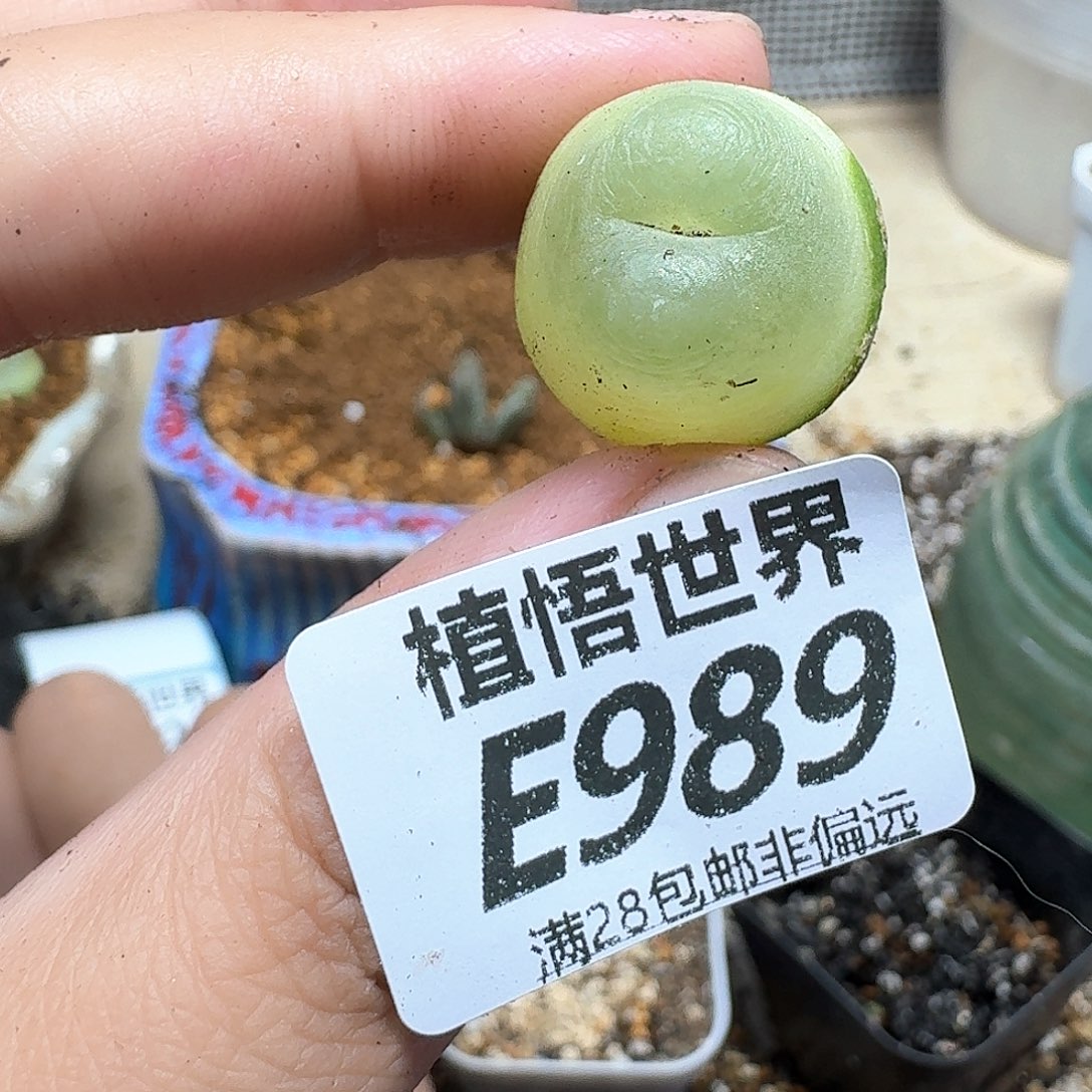 多肉植物的人生fgb