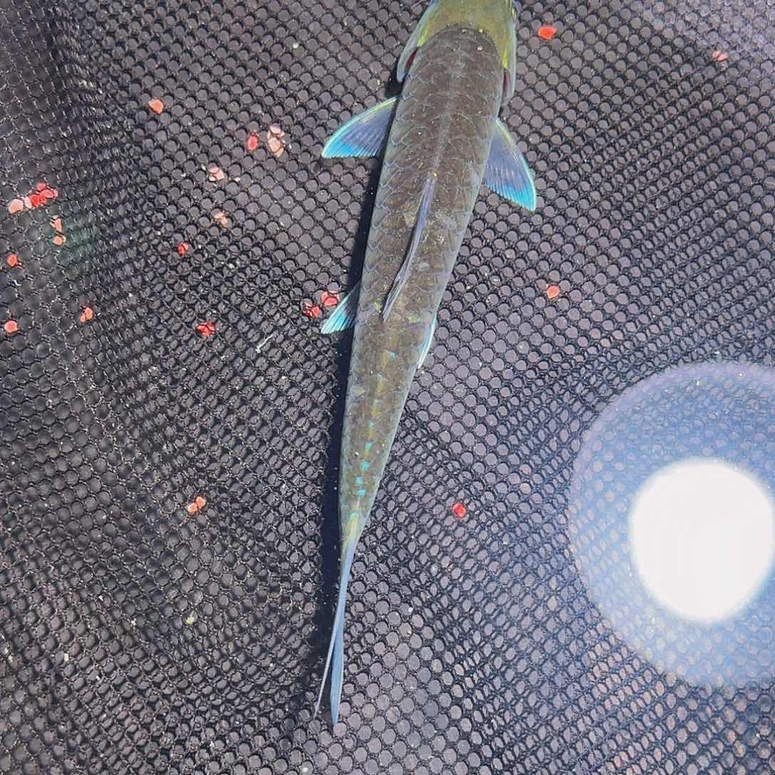 吉罗鱼蓝色系尾巴开叉掉鳞