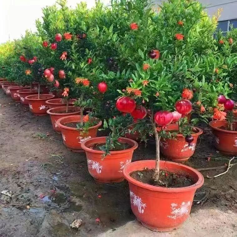 （然）紫玉大红袍突尼斯各种石榴盆栽盆景