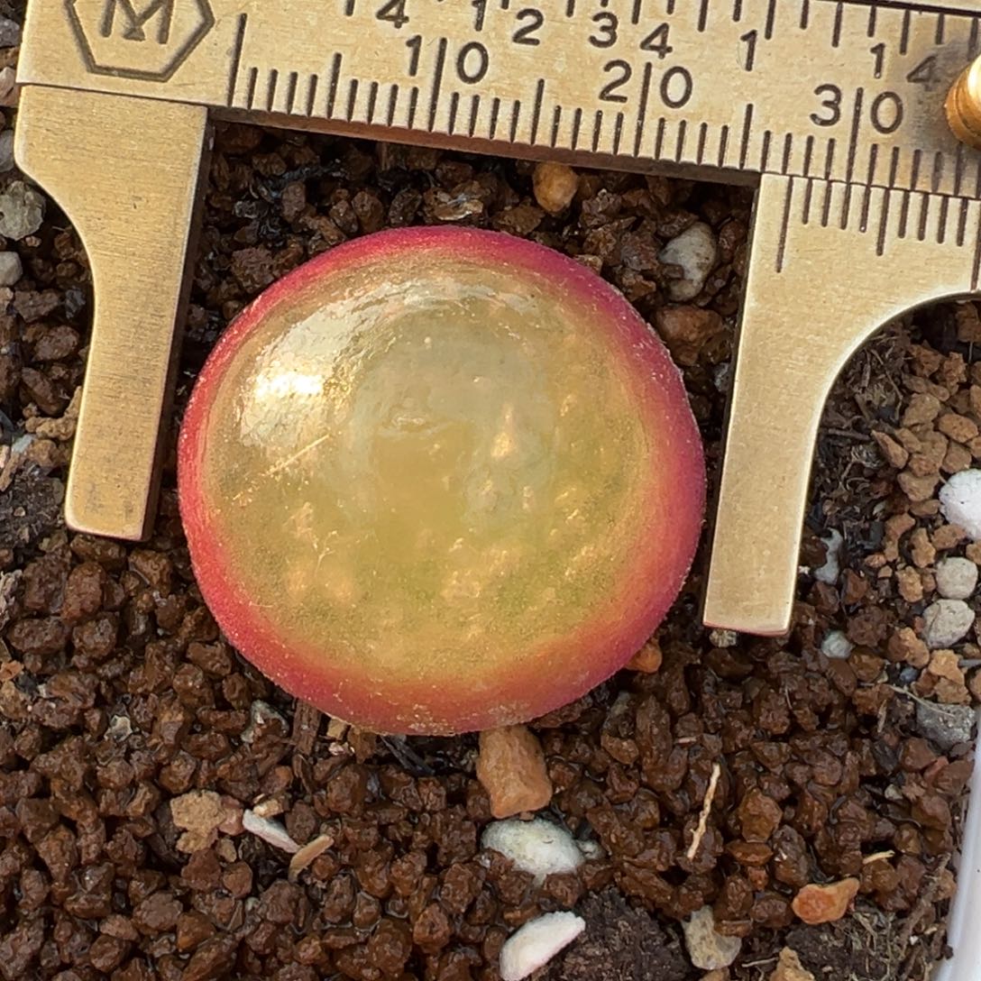 2.5厘米灯泡母本带盆