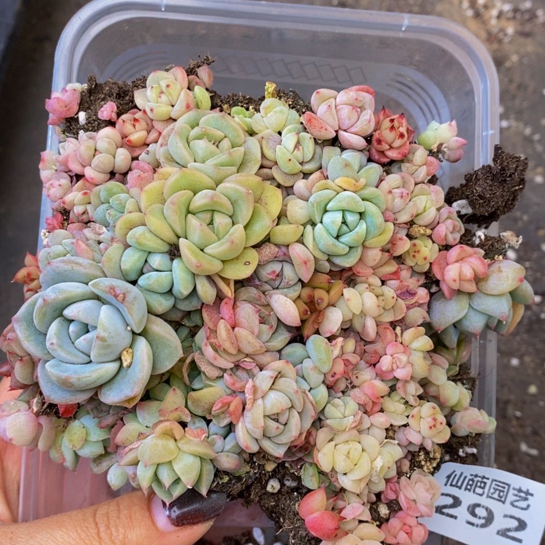 292多肉植物保护研究所所长