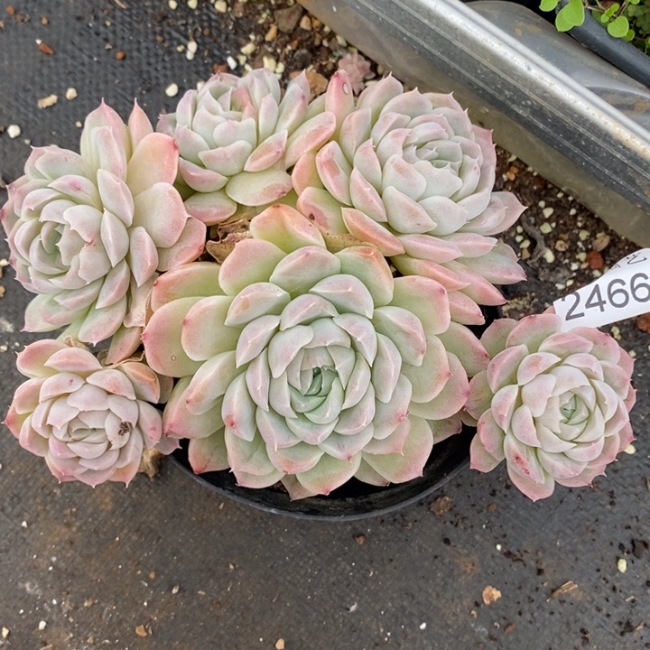 2466杂交老桩基地～16厘米