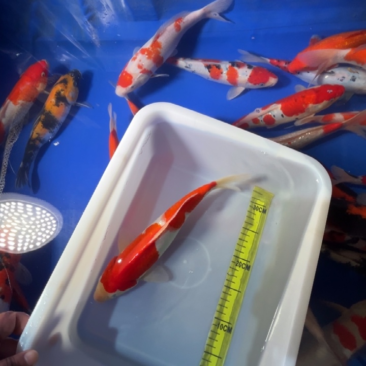 锦鲤锦鲤红白红白