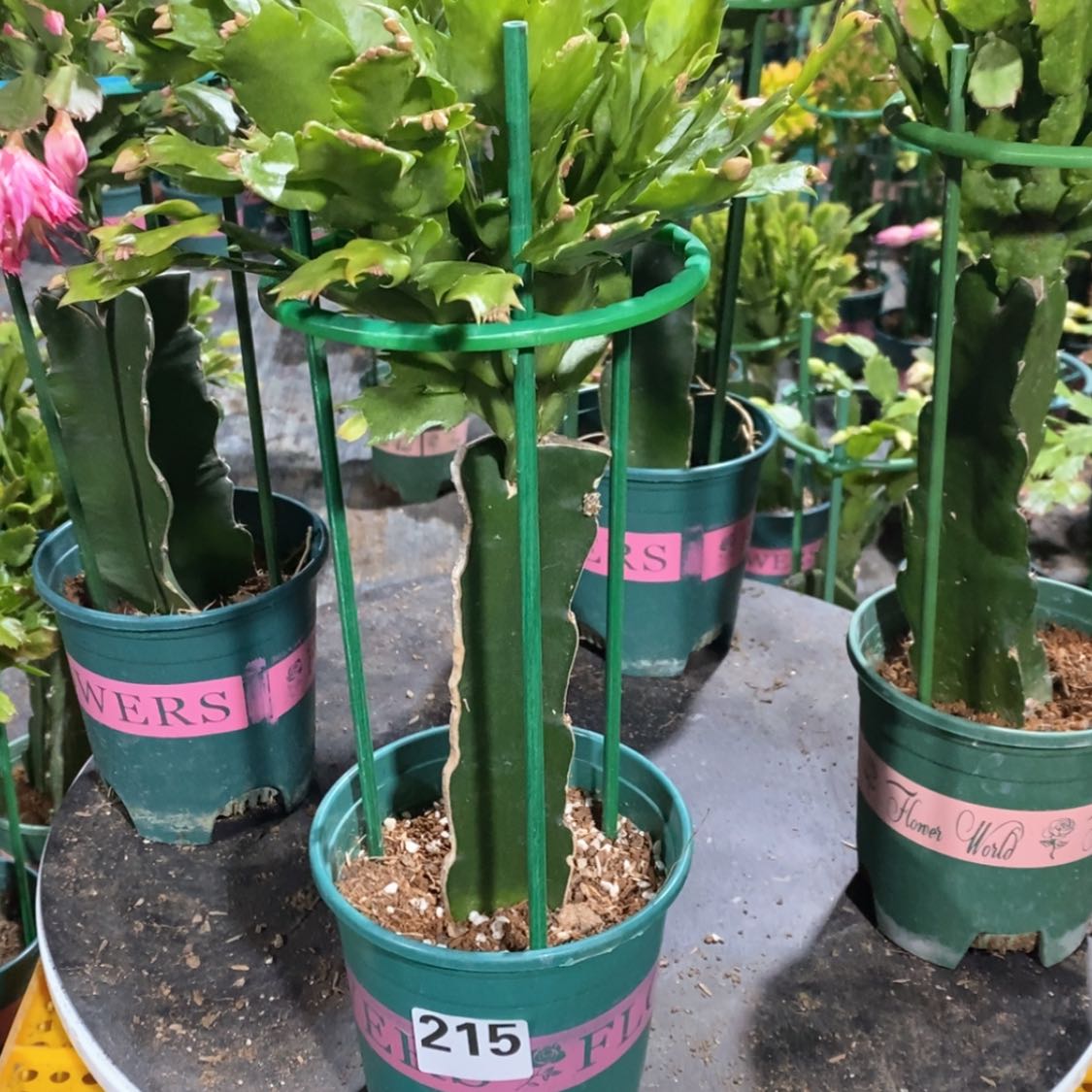 【闪购商品】无花朵?****?215嫁接073