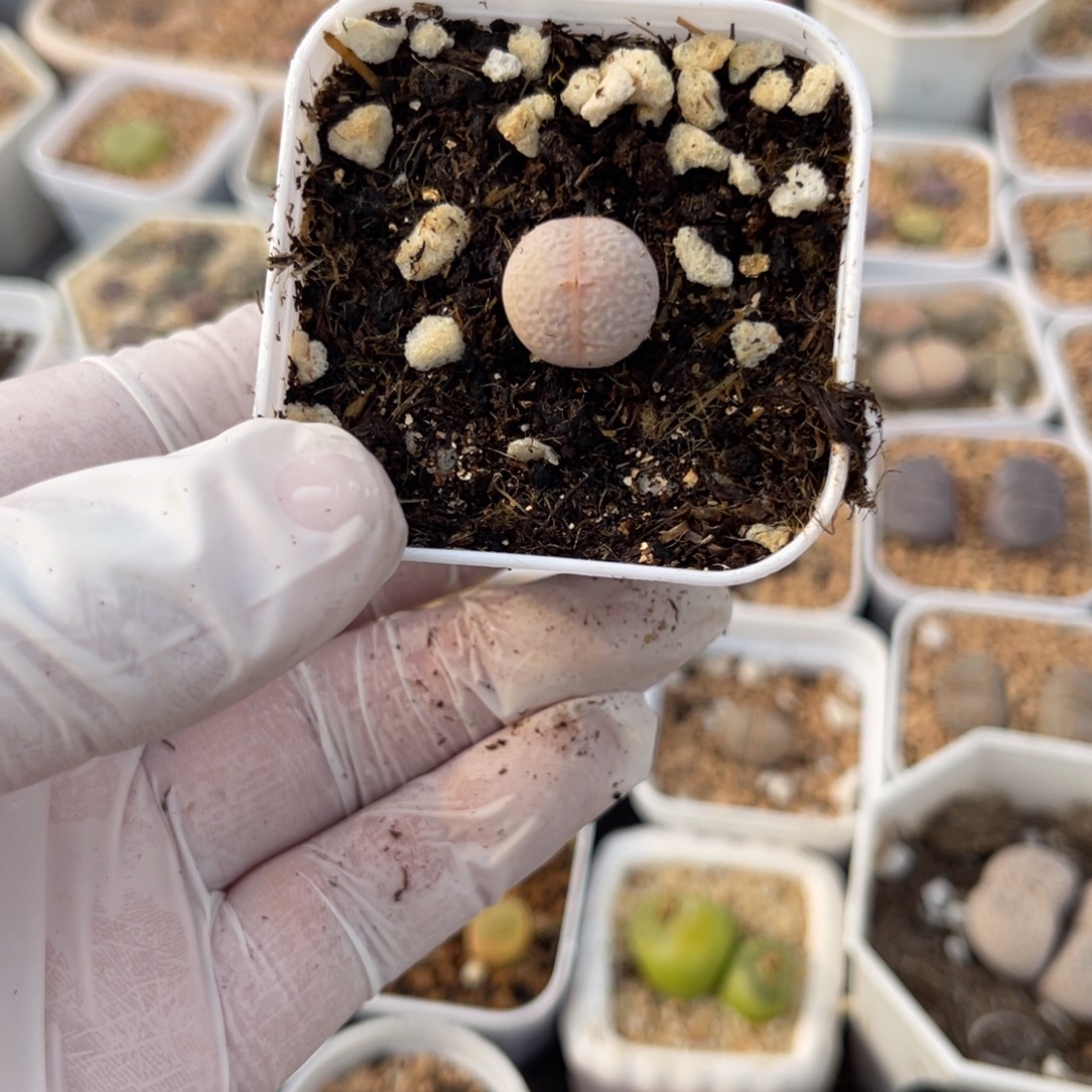 ****周多肉植物一物一拍59