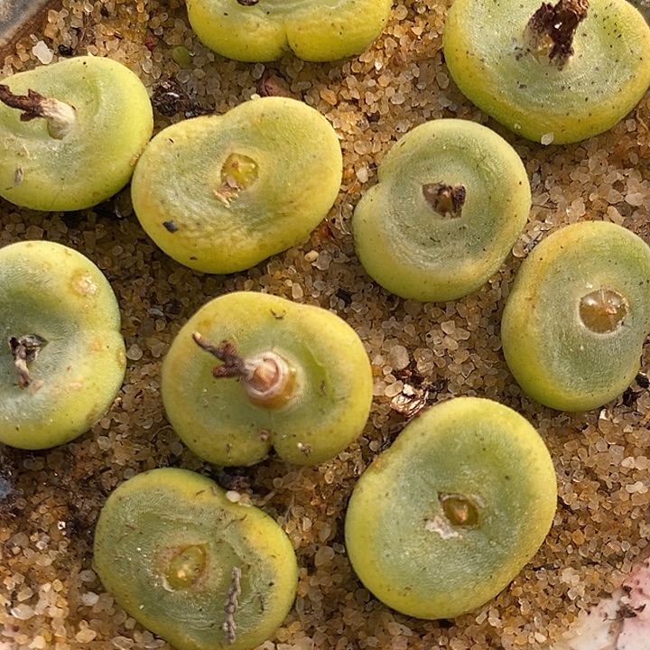 4年水晶鞋1颗。      