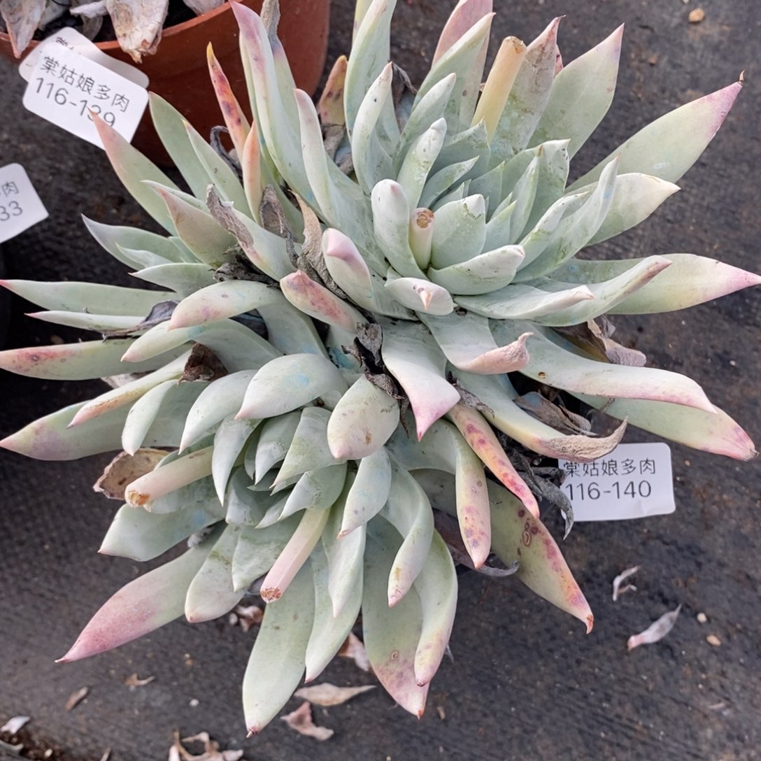 140号雪山群小可爱