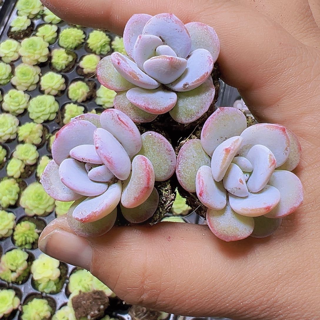 雪莲5个19包邮多肉植物