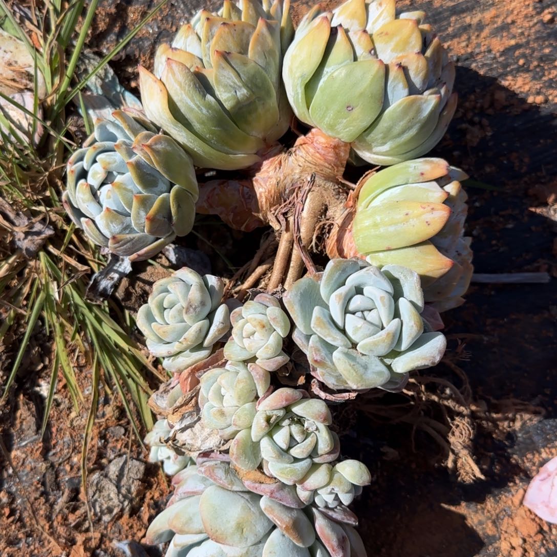 喵***两颗办呀你呢你的手机怎么关机啦