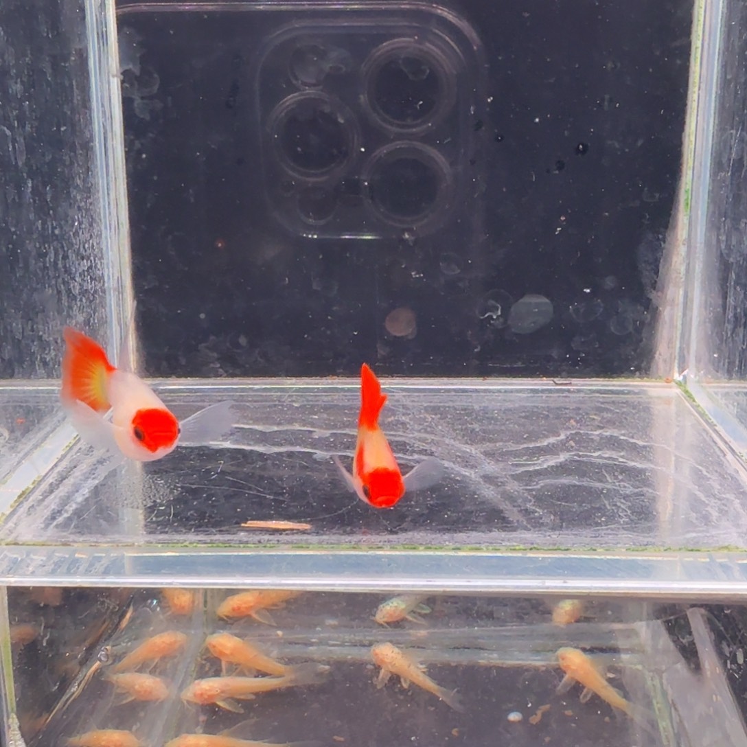 孔雀鱼深海蓝玻璃猫大C