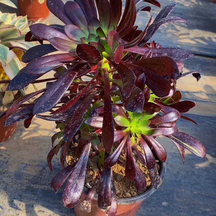 黑法师多肉法师1