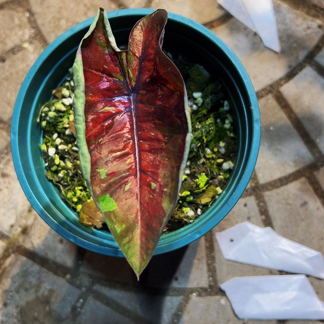 七***一完全开放8652泰彩