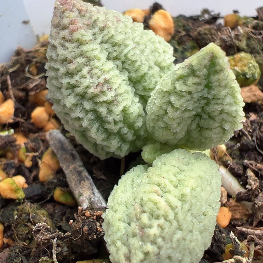 实生新品多肉植物水泡