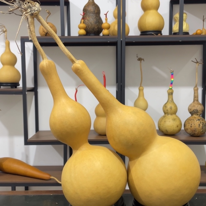 连枝大葫芦厚皮葫芦