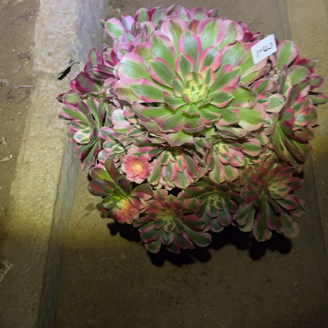 健***烂1-1-40布加迪法师锦