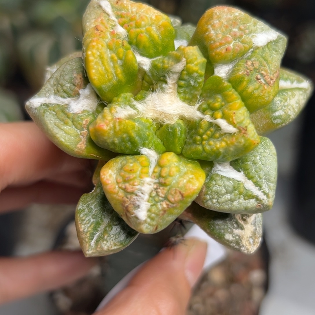 462 仙人球的比赛将