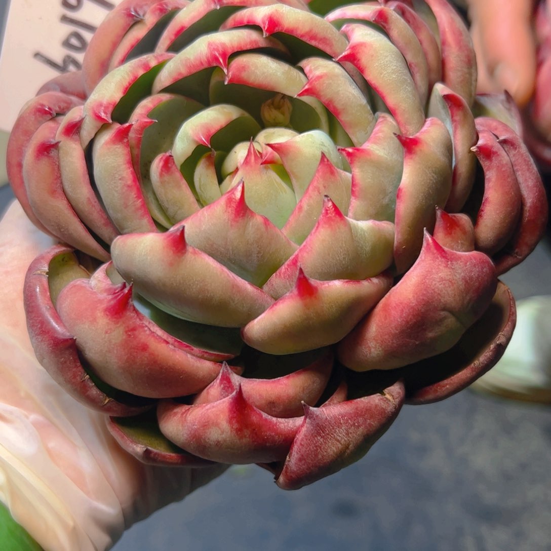 归****。惊鸿仙子一物一拍6019号