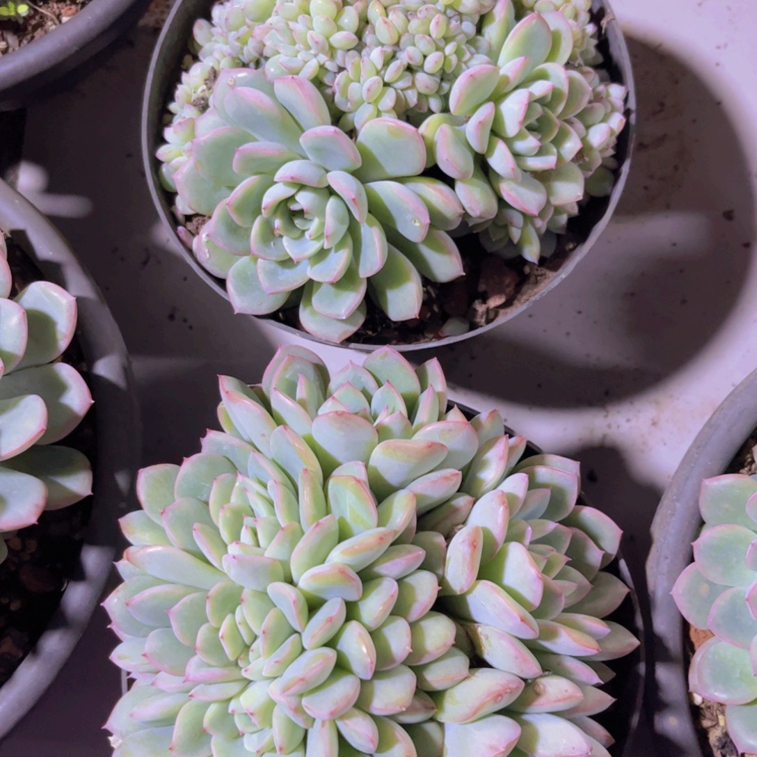 荷花缀31227多肉植物