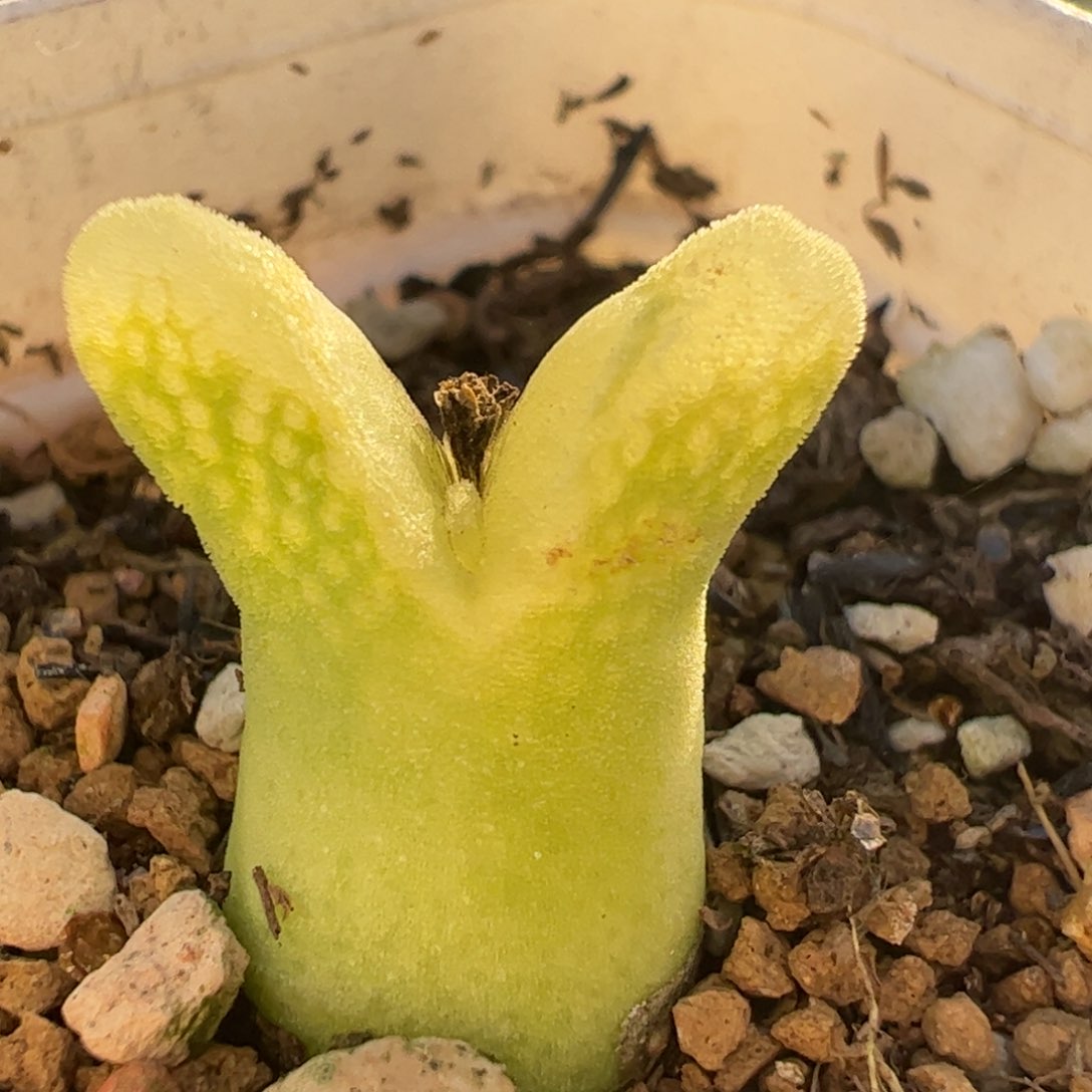 多肉植物百科758