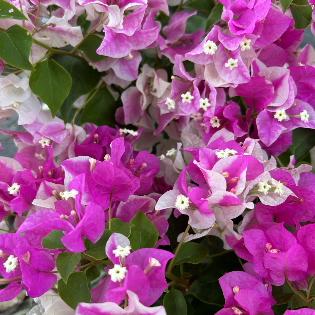 [漳红樱]百变花蝴蝶超勤花爬藤盆栽地栽基地直发