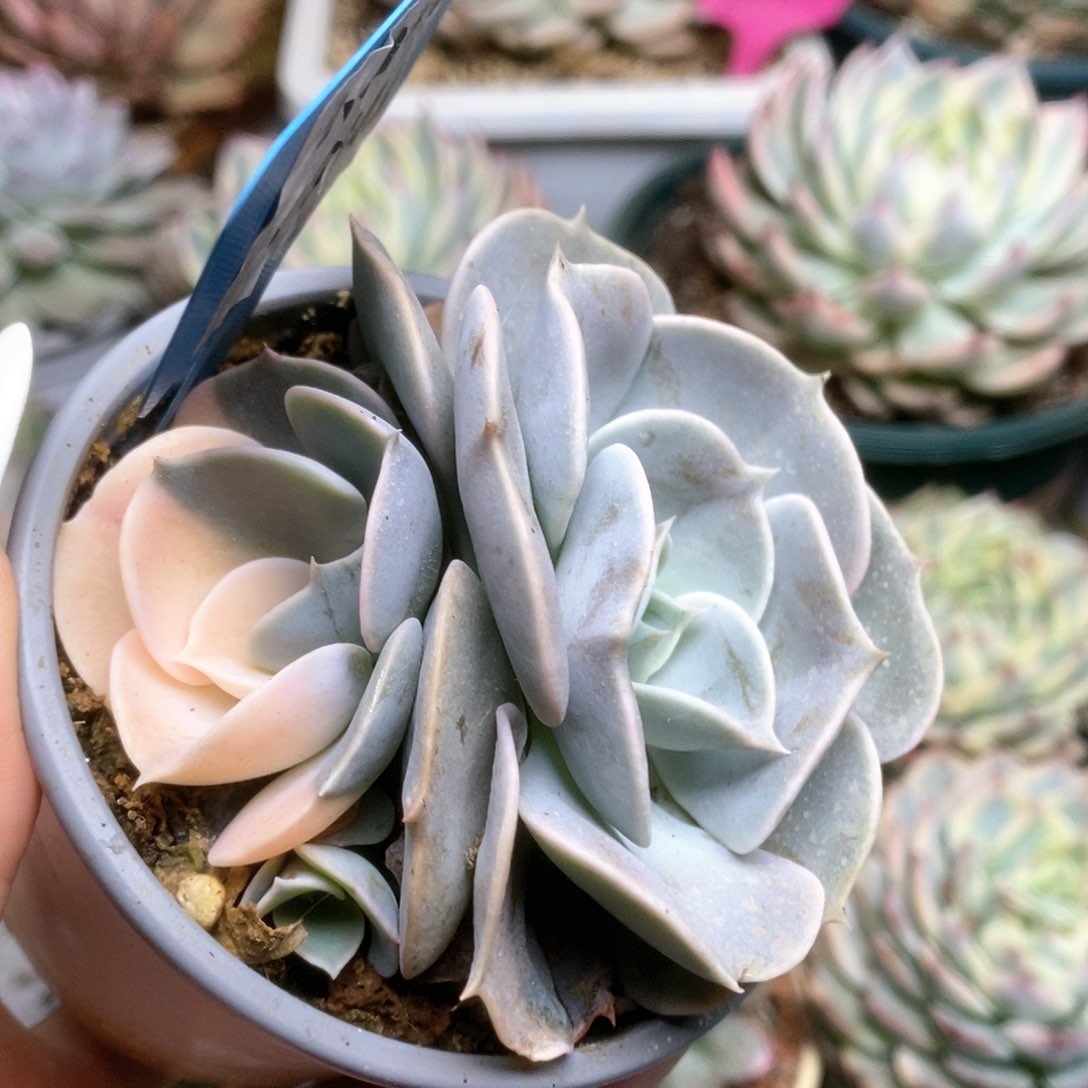 343双子座锦锦锦锦锦锦