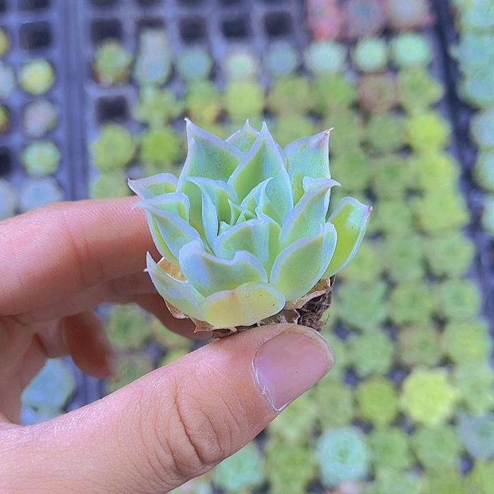 精品冰边蓝丝绒多肉植物